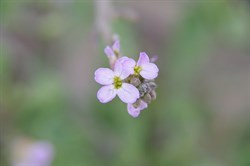 Two-horned Sea Rocket Cakile maritime