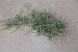Two-horned Sea Rocket Cakile maritime