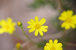 Variable Groundsel  Senecio pinnatifolius
