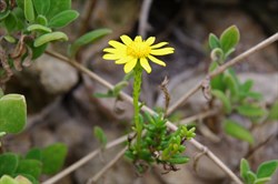 Variable Groundsel  Senecio pinnatifolius