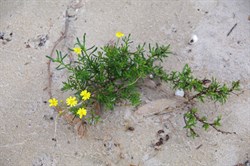 Variable Groundsel  Senecio pinnatifolius