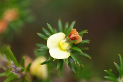 Heath Phyllota  Phyllota pleurandroides. 