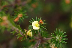 Heath Phyllota  Phyllota pleurandroides