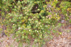Heath Phyllota  Phyllota pleurandroides