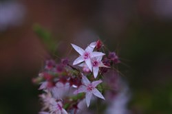 Smooth Heath Myrtle  Calytrix glaberrima. 