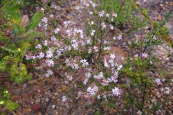 Smooth Heath Myrtle  Calytrix glaberrima