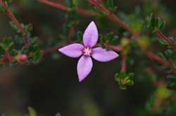 Island Boronia  Boronia edwardsii