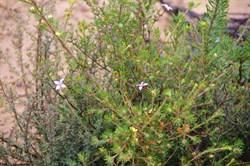 Island Boronia  Boronia edwardsii