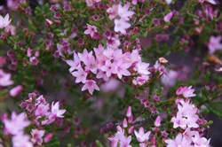 Smooth Heath Myrtle  Calytrix glaberrima