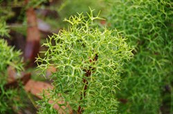 Cone Bush  Isopogon ceratophyllus