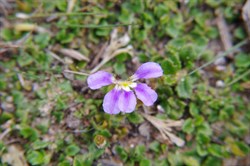 Fairy Fanflower  Scaevola aemula