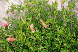 Salmon Correa  Correa pulchella