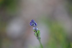 Blue-spike Milkwort  Comesperma calymega