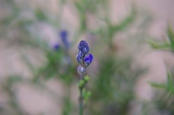 Blue-spike Milkwort  Comesperma calymega