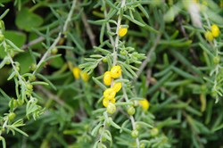 Ruby Salt Bush  Enchylaena tomentose