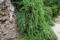 Ruby Salt Bush  Enchylaena tomentose