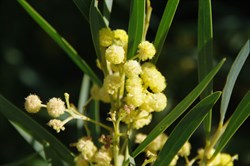 Coast Silver Wattle  Acacia retinodes var uncifola