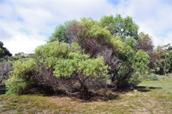 Coast Silver Wattle  Acacia retinodes var uncifola