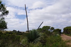 Tates Grass Tree 