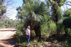 Tates Grass Tree