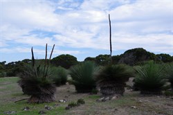 Tates Grass Tree