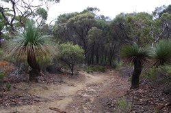 Tates Grass Tree