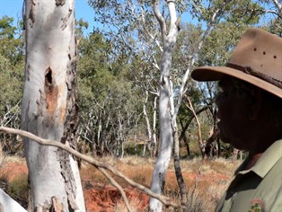 Could be a witchety grub in that tree...