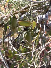 Bush banana grows on a vine