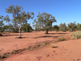 The Hay River, red sand and river red gums