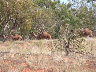 Camels