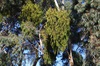 Box Mistletow