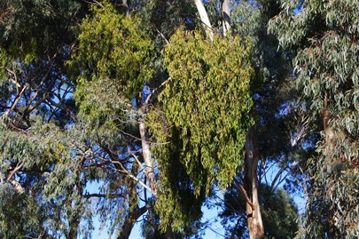 Box Mistletow