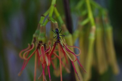 Many insects are attracted to the flowers