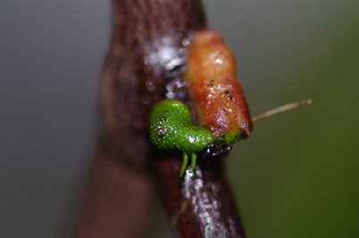 New life for a young mistletoe