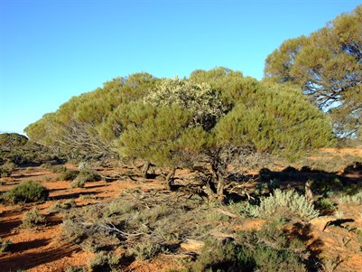 Mistletoe clearly visable on this acacia