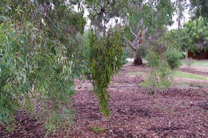 Shaded mistletoe retains its green colour