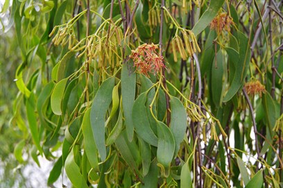Shaded leaves are green