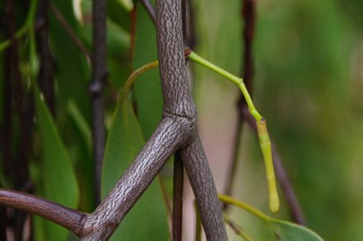 Box Mistletoe bark