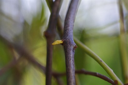 A new bud on the brach of a Box Mistletoe