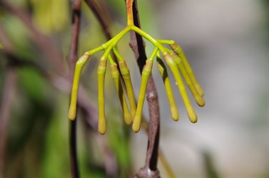 Early stages in the development of a mistletoe flower