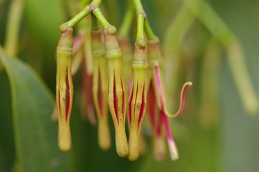 The Chinese Lantern phase of flowering