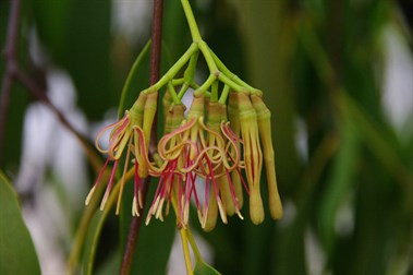 Mistletoe Flower