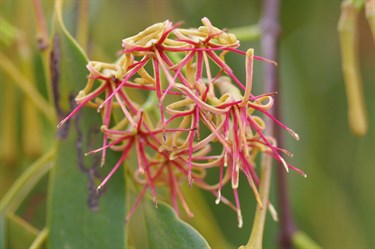 Mistletoe Flower