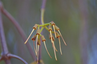 The end of flowering and early stages of new fruit