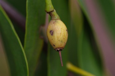 Ripe fruit showing its Yellow Cream Colour