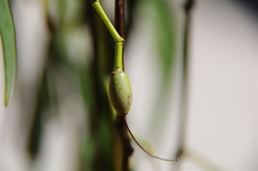 Some fruit are green