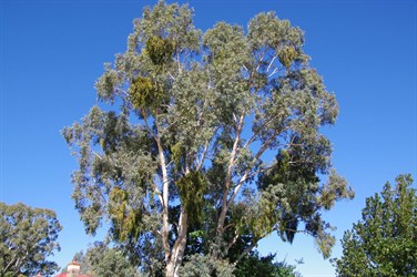 Mistletoe clearly visible in this Eucalypt