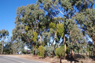Box Mistletoe again clearly visible