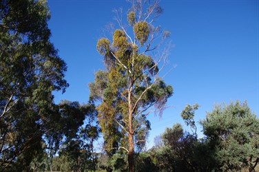 Tree showing signs of strees from high numbers of mistletoe