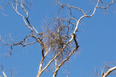 Mistletoe can be fatal to the host tree
